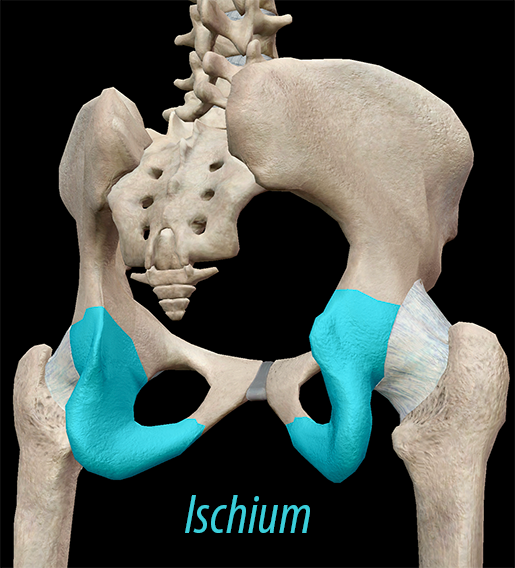 Pelvic Girdle Anatomy